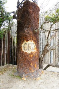 albero cro