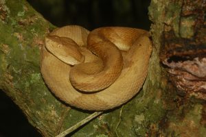bothrops insularis