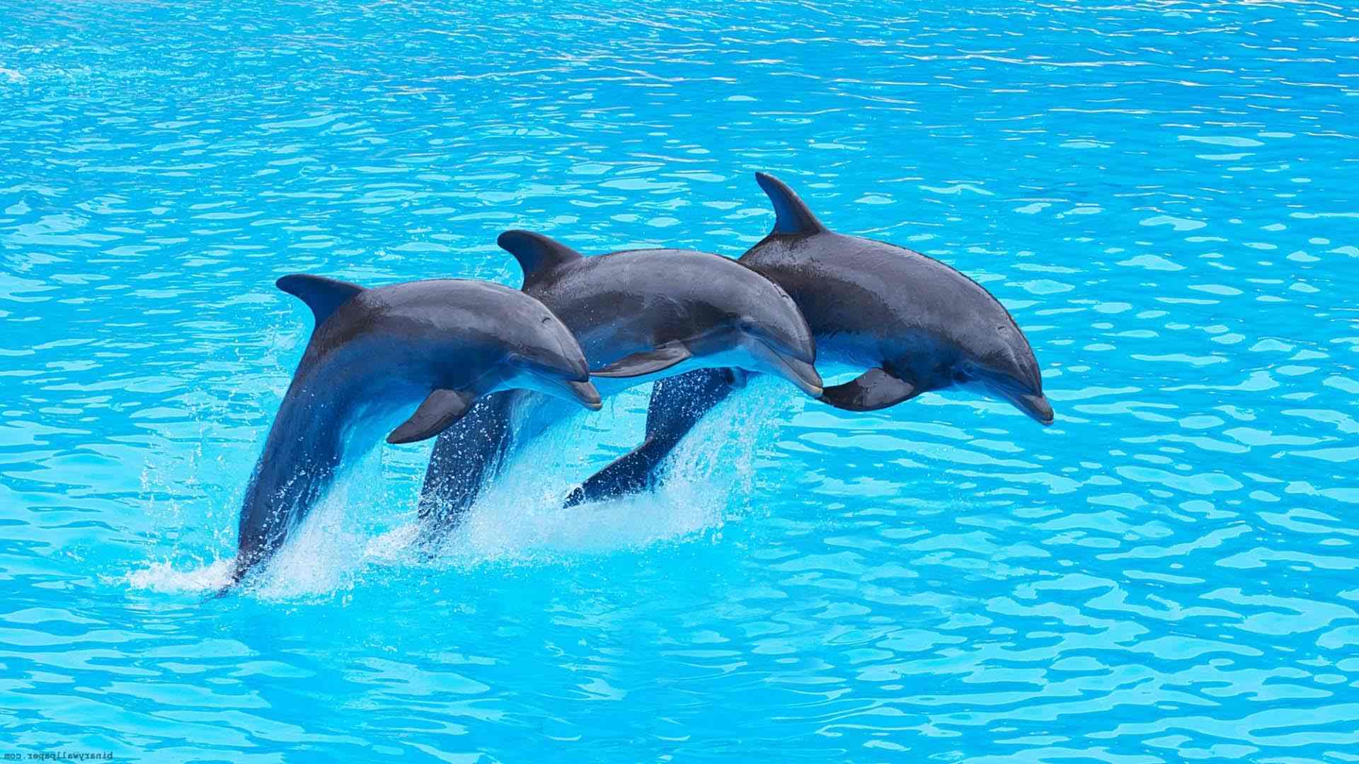 delfini