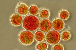 La microalga Haematococus pluvialis che conferisce il colore rosso alla pioggia. microalga rossa