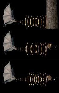 pipistrelli radar
