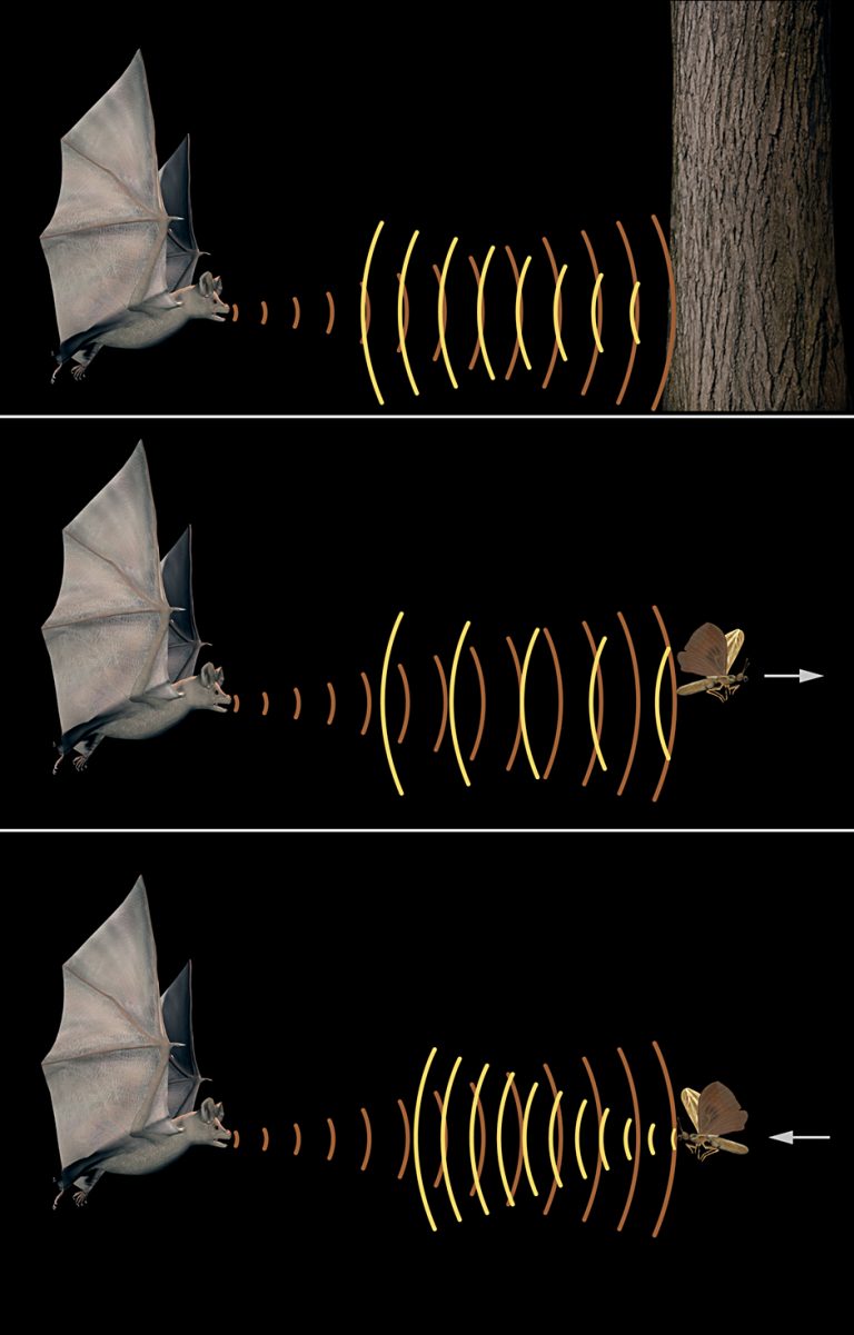 pipistrelli radar