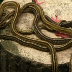 serpenti snakeisland