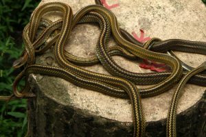 Alta concentrazione di serpenti su Snake Island serpenti snakeisland