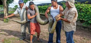 snakeisland anaconda